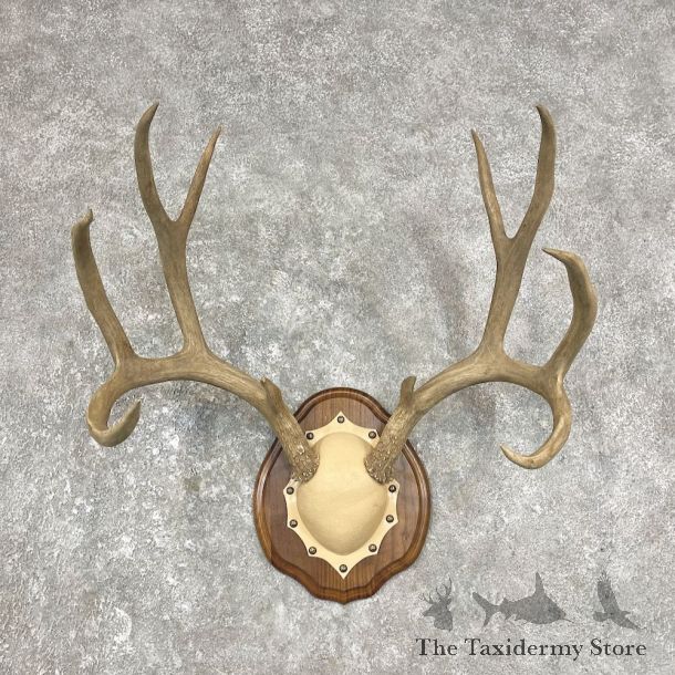 Mule Deer Antler Plaque Mount For Sale #25877 @ The Taxidermy Store
