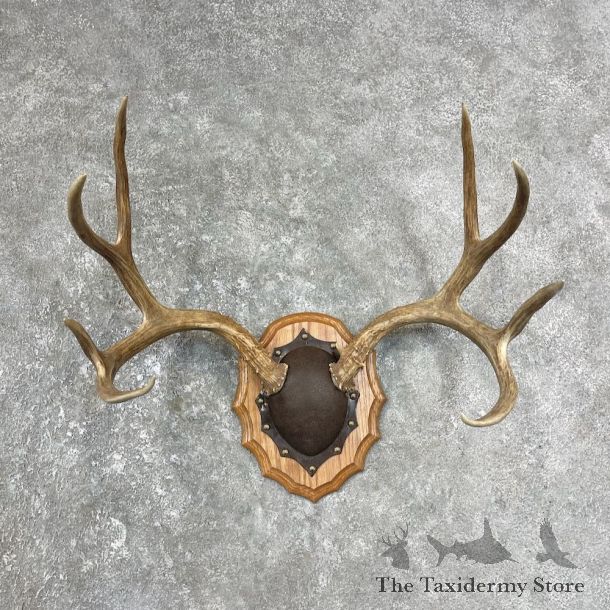 Mule Deer Taxidermy Antler Plaque #25879 For Sale @ The Taxidermy Store