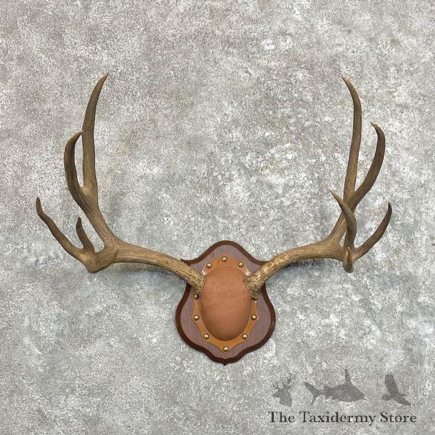 Mule Deer Antler Plaque For Sale #27489 @ The Taxidermy Store