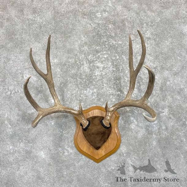 Mule Deer Antler Plaque For Sale #28051 @ The Taxidermy Store