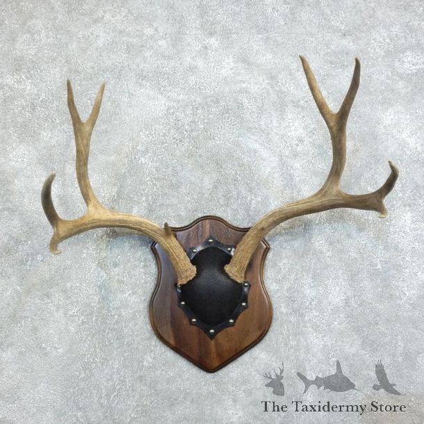 Mule Deer Antler Plaque Mount For Sale #18378 @ The Taxidermy Store