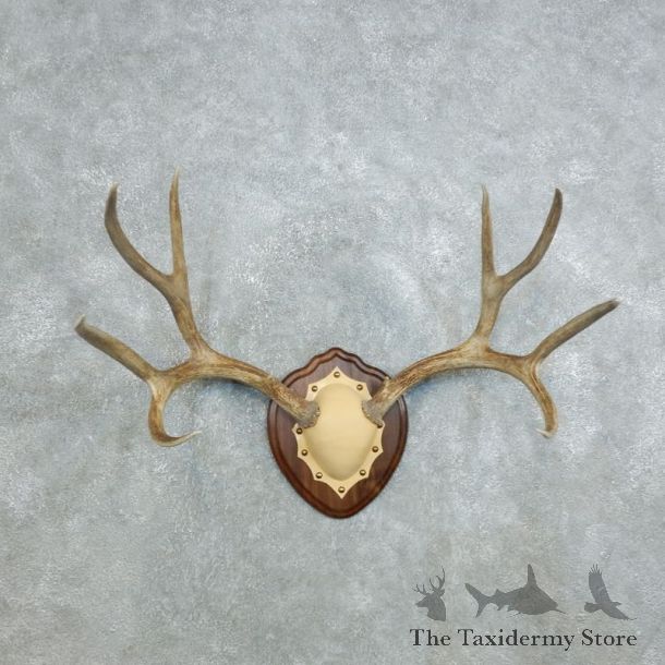 Mule Deer Antler Plaque Mount For Sale #18415 @ The Taxidermy Store
