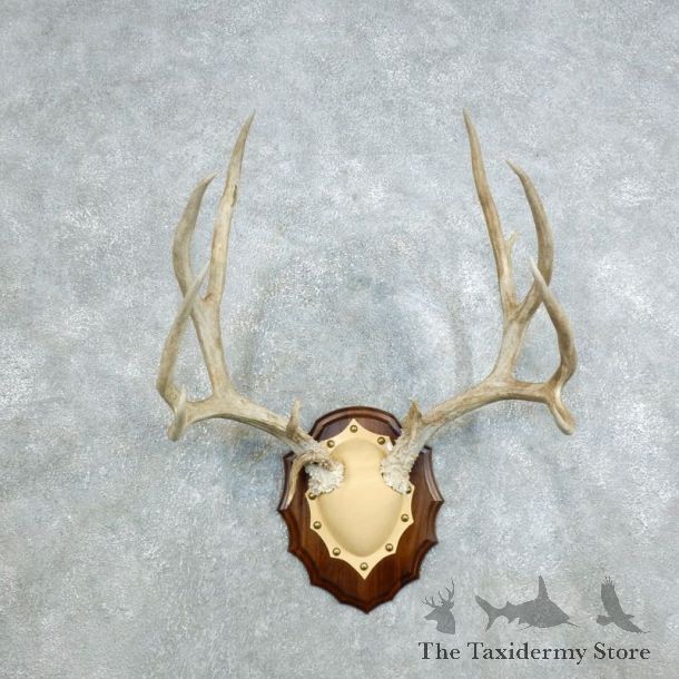 Mule Deer Antler Plaque Mount For Sale #18416 @ The Taxidermy Store