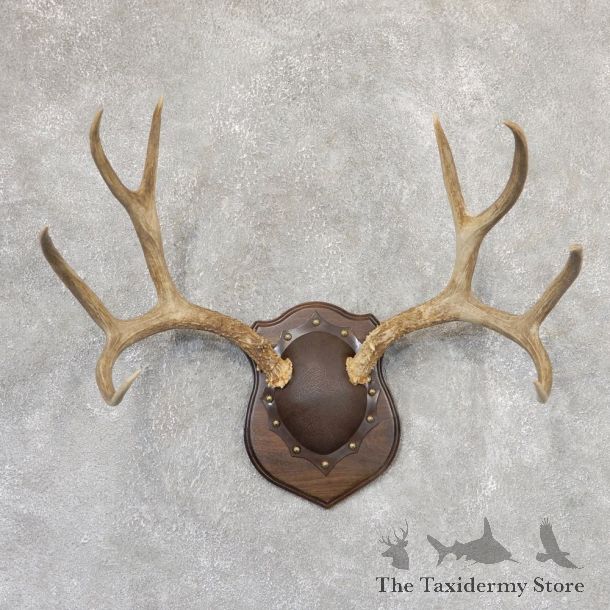 Mule Deer Antler Plaque Mount For Sale #18996 @ The Taxidermy Store