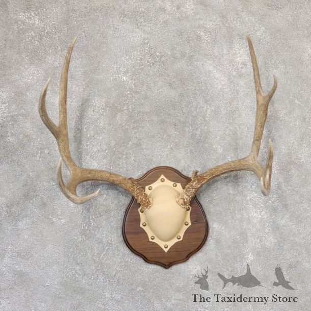 Mule Deer Antler Plaque Mount For Sale #19000 @ The Taxidermy Store