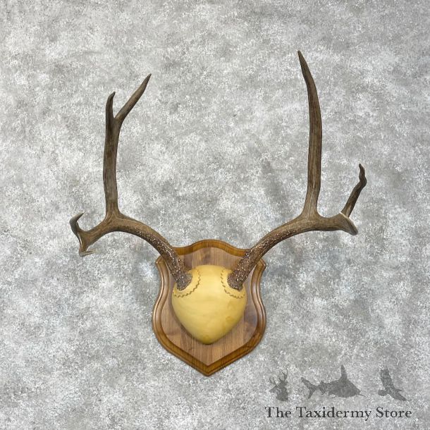 Mule Deer Antler Plaque Mount For Sale #28469 @ The Taxidermy Store