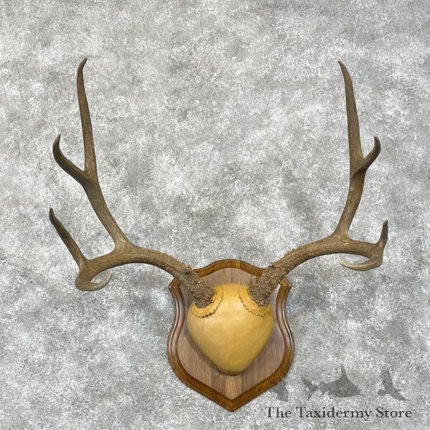 Mule Deer Antler Plaque Mount For Sale #28471 @ The Taxidermy Store