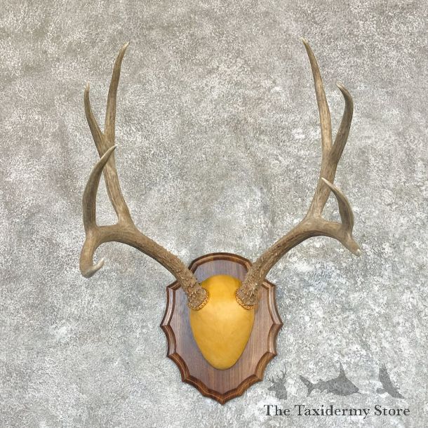 Mule Deer Antler Plaque Taxidermy Mount For Sale #26607 @ The Taxidermy Store