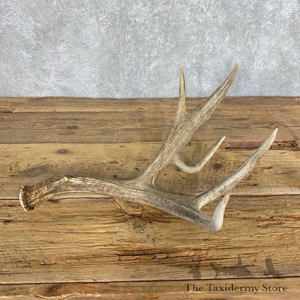 Mule Deer Antler Shed For Sale #21503 @ The Taxidermy Store