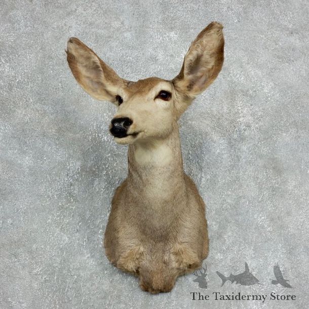 Mule Deer Doe Shoulder Mount For Sale #18061 @ The Taxidermy Store