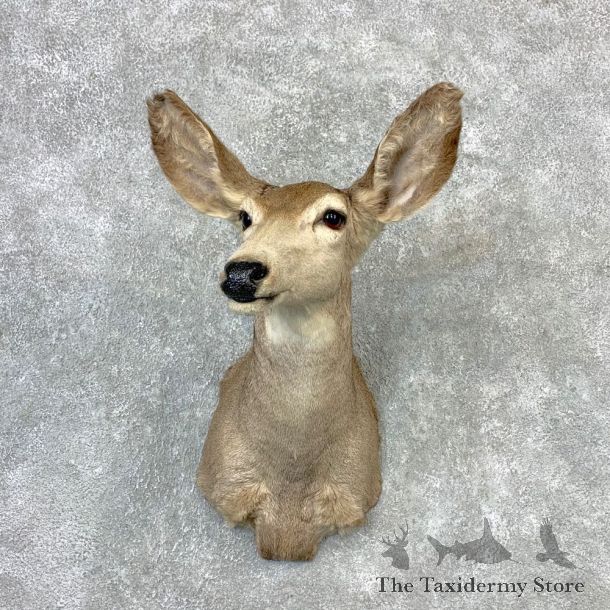 Mule Deer Doe Shoulder Mount For Sale #23261 @ The Taxidermy Store