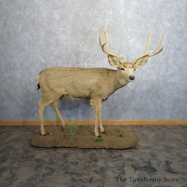 Mule Deer Life-Size Mount For Sale #20494@ The Taxidermy Store