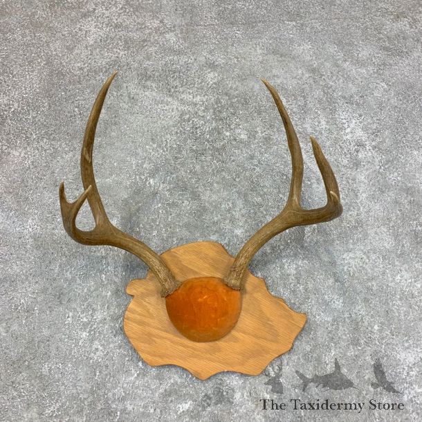Mule Deer Plaque Taxidermy Mount #22023 For Sale @ The Taxidermy Store