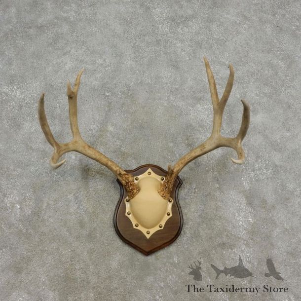 Mule Deer Taxidermy European Antler Plaque #17304 For Sale @ The Taxidermy Store