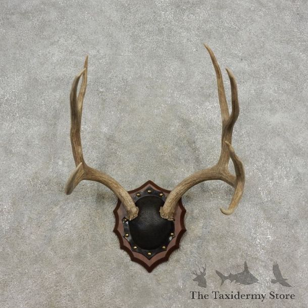 Mule Deer Taxidermy European Antler Plaque #17309 For Sale @ The Taxidermy Store