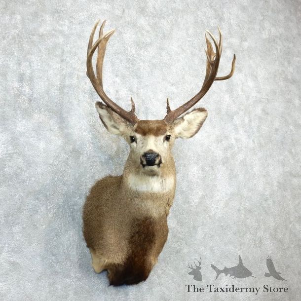 Mule Deer Shoulder Mount For Sale #18278 @ The Taxidermy Store