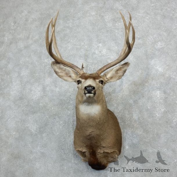 Mule Deer Shoulder Mount For Sale #18280 @ The Taxidermy Store