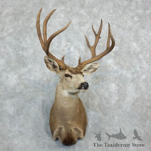 Mule Deer Shoulder Mount For Sale #18283 @ The Taxidermy Store