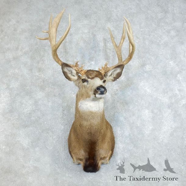 Mule Deer Shoulder Mount For Sale #18511 @ The Taxidermy Store