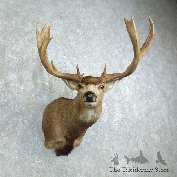 Mule Deer Shoulder Mount For Sale #18512 - The Taxidermy Store