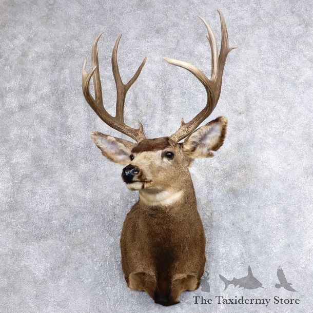 Mule Deer Shoulder Mount For Sale #18638 @ The Taxidermy Store