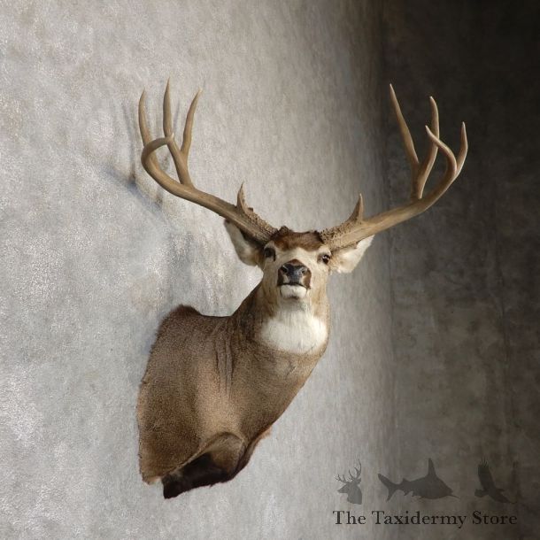 Mule Deer Shoulder Mount For Sale #18870 - The Taxidermy Store
