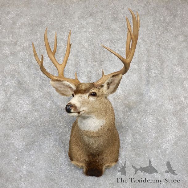 Mule Deer Shoulder Mount For Sale #19454 @ The Taxidermy Store