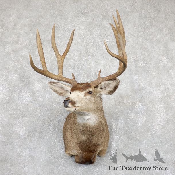 Mule Deer Shoulder Mount For Sale #19455 @ The Taxidermy Store