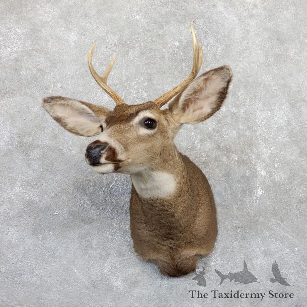 Mule Deer Shoulder Mount For Sale #19563 @ The Taxidermy Store