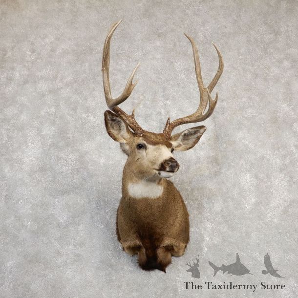 Mule Deer Shoulder Mount For Sale #20257 @ The Taxidermy Store