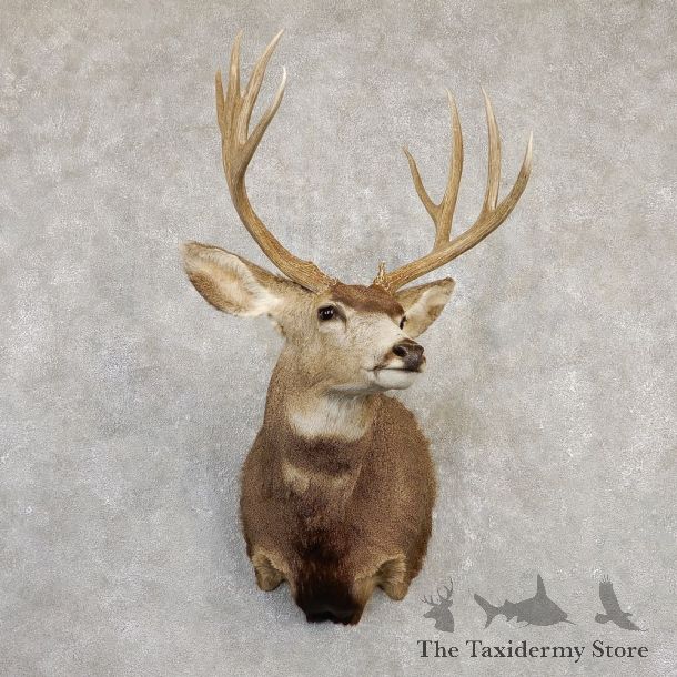 Mule Deer Shoulder Mount For Sale #20259 @ The Taxidermy Store