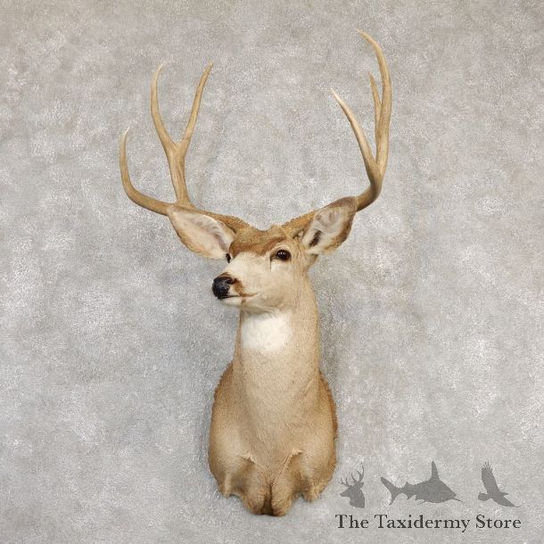 Mule Deer Shoulder Mount For Sale #20260 @ The Taxidermy Store