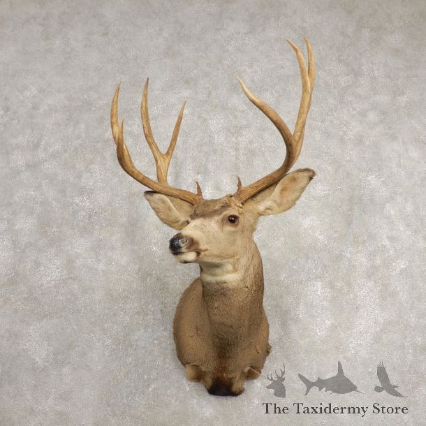 Mule Deer Shoulder Mount For Sale #20468 @ The Taxidermy Store