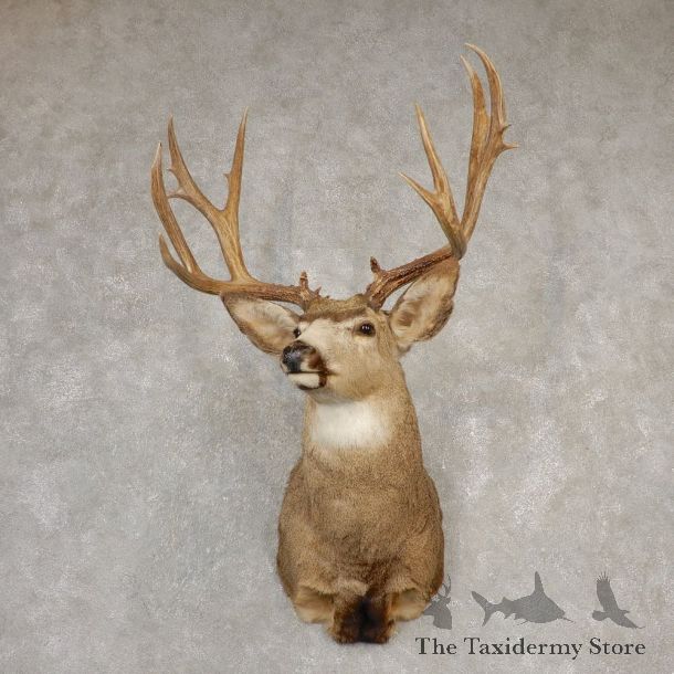 Mule Deer Shoulder Mount For Sale #20521 @ The Taxidermy Store