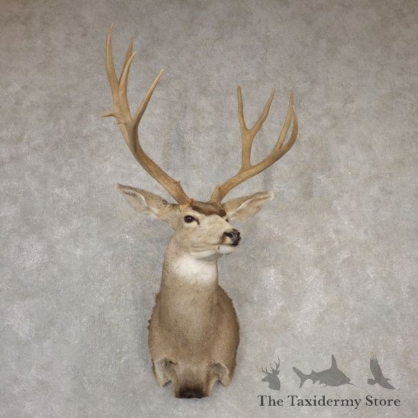 Mule Deer Shoulder Mount For Sale #20522 @ The Taxidermy Store