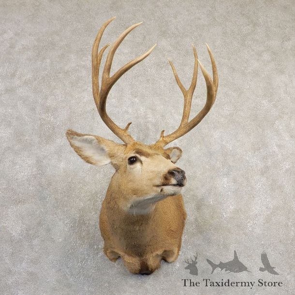Mule Deer Shoulder Mount For Sale #20833 @ The Taxidermy Store