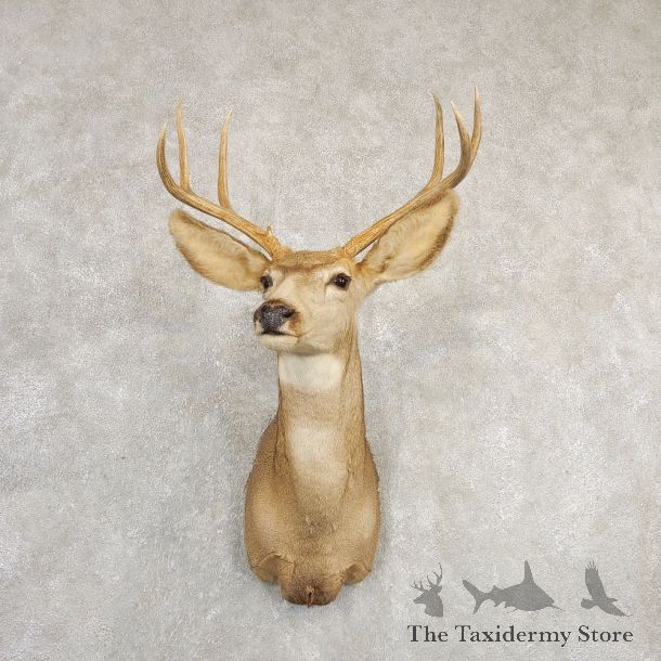 Mule Deer Shoulder Mount For Sale #20834 @ The Taxidermy Store
