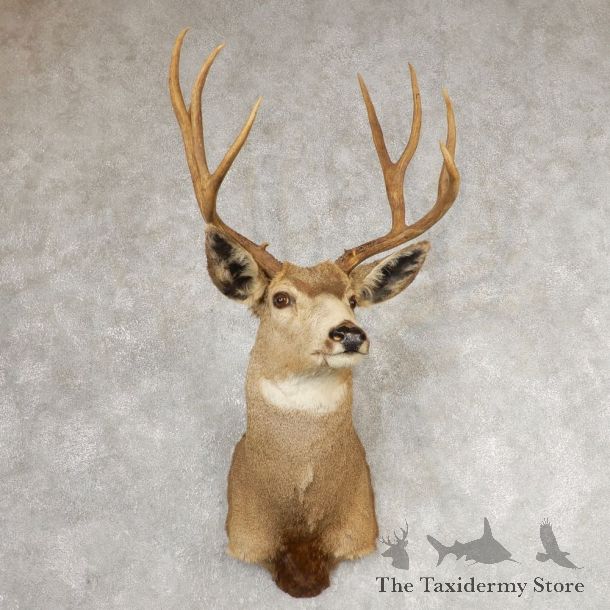 Mule Deer Shoulder Mount For Sale #21072 @ The Taxidermy Store