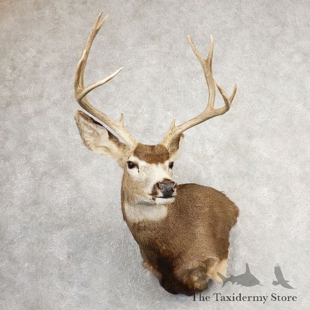 Mule Deer Shoulder Mount For Sale #21075 @ The Taxidermy Store
