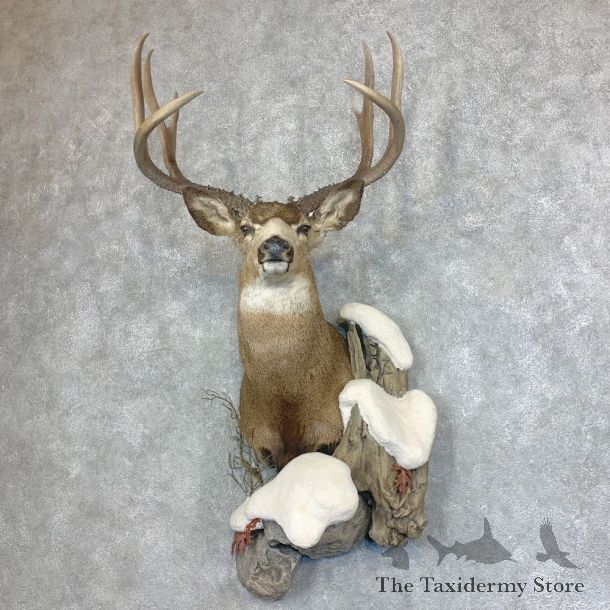 Mule Deer Shoulder Mount For Sale #21932 @ The Taxidermy Store