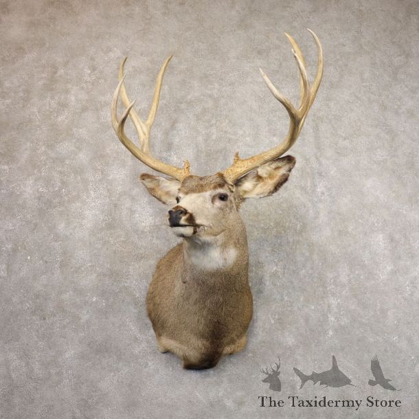 Mule Deer Shoulder Mount For Sale #22155 @ The Taxidermy Store