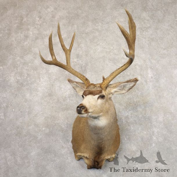 Mule Deer Shoulder Mount For Sale #22171 @ The Taxidermy Store