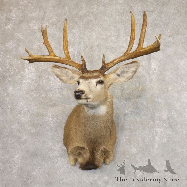 Mule Deer Shoulder Mount For Sale #22172 @ The Taxidermy Store