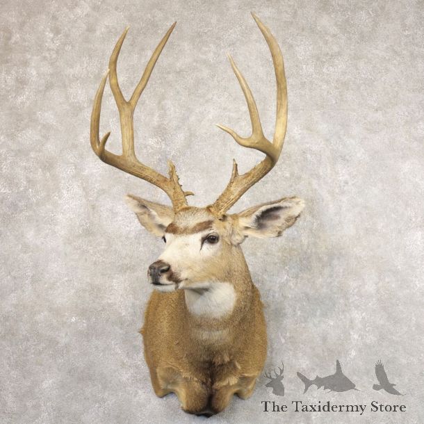 Mule Deer Shoulder Mount For Sale #22177 @ The Taxidermy Store