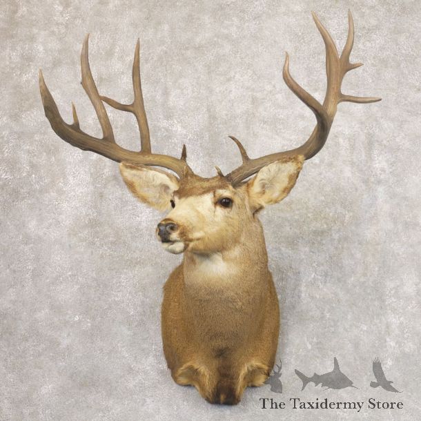 Mule Deer Shoulder Mount For Sale #22182 @ The Taxidermy Store