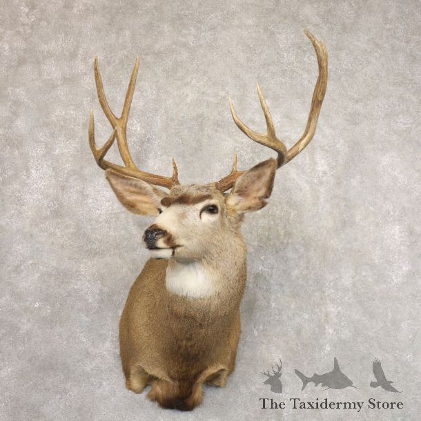 Mule Deer Shoulder Mount For Sale #22192 @ The Taxidermy Store