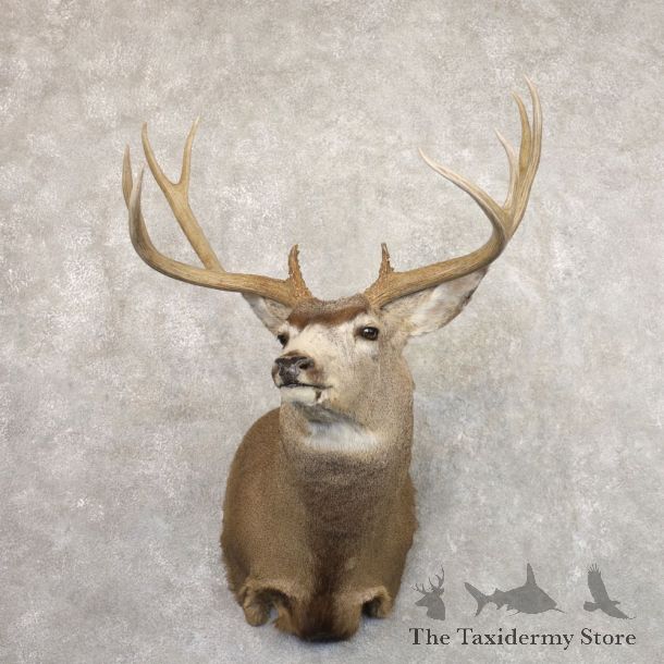 Mule Deer Shoulder Mount For Sale #22193 @ The Taxidermy Store