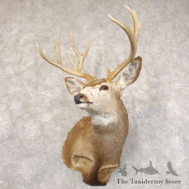 Mule Deer Shoulder Mount For Sale #22206 @ The Taxidermy Store