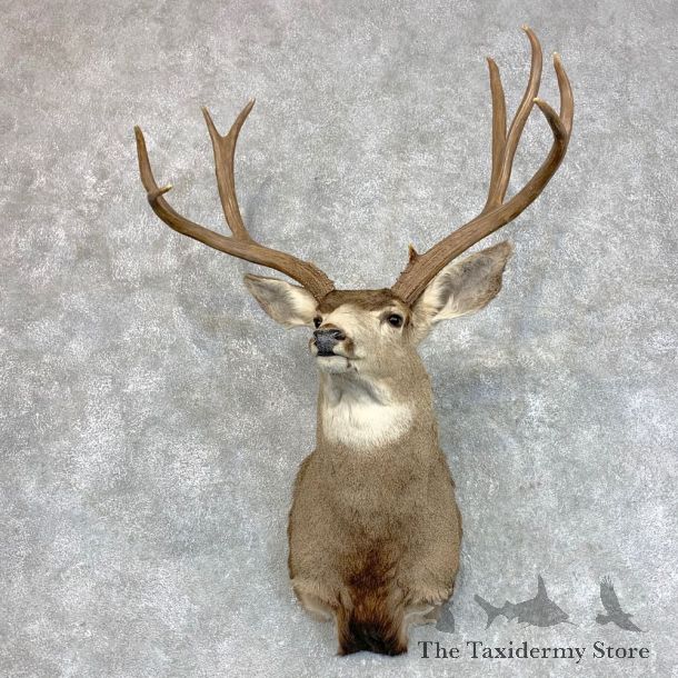 Mule Deer Shoulder Mount For Sale #22793 @ The Taxidermy Store