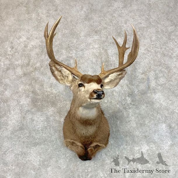 Mule Deer Shoulder Mount For Sale #22796 @ The Taxidermy Store